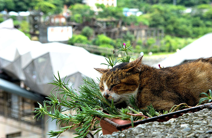 Котик в Хоутонге.