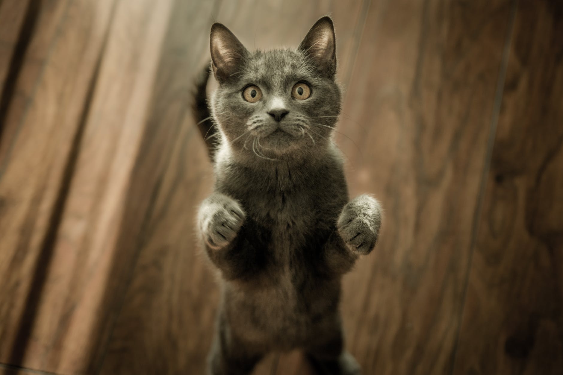 кот