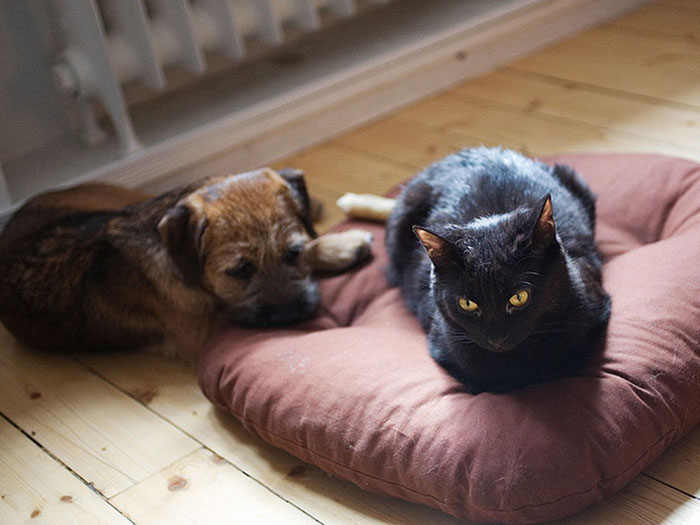 cats-stealing-dog-beds-101-57e13d740d91a__700