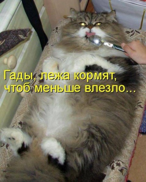 Пятничные котики и я поздравляем вас с наступающим Новым годом!