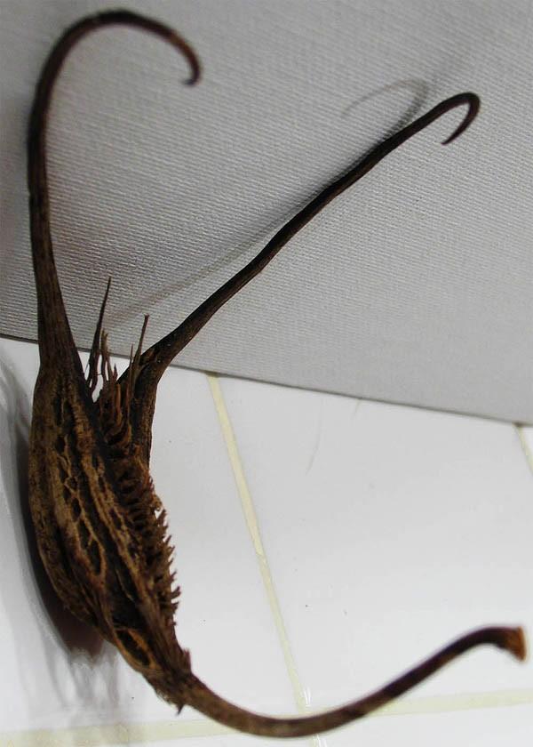 Самые жуткие растения в мире, которые растут, возможно, у вашего дома Самые жуткие растения в мире, которые растут, возможно, у вашего дома природа,растения,цветы