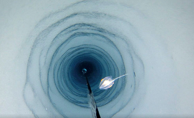 Люди опустили камеру под ледник в Антарктиде и обнаружили 12 ранее неизвестных науке существ