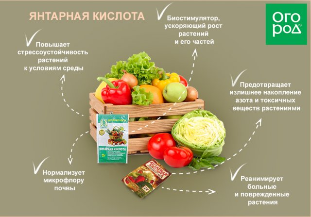 польза янтарной кислоты для растений