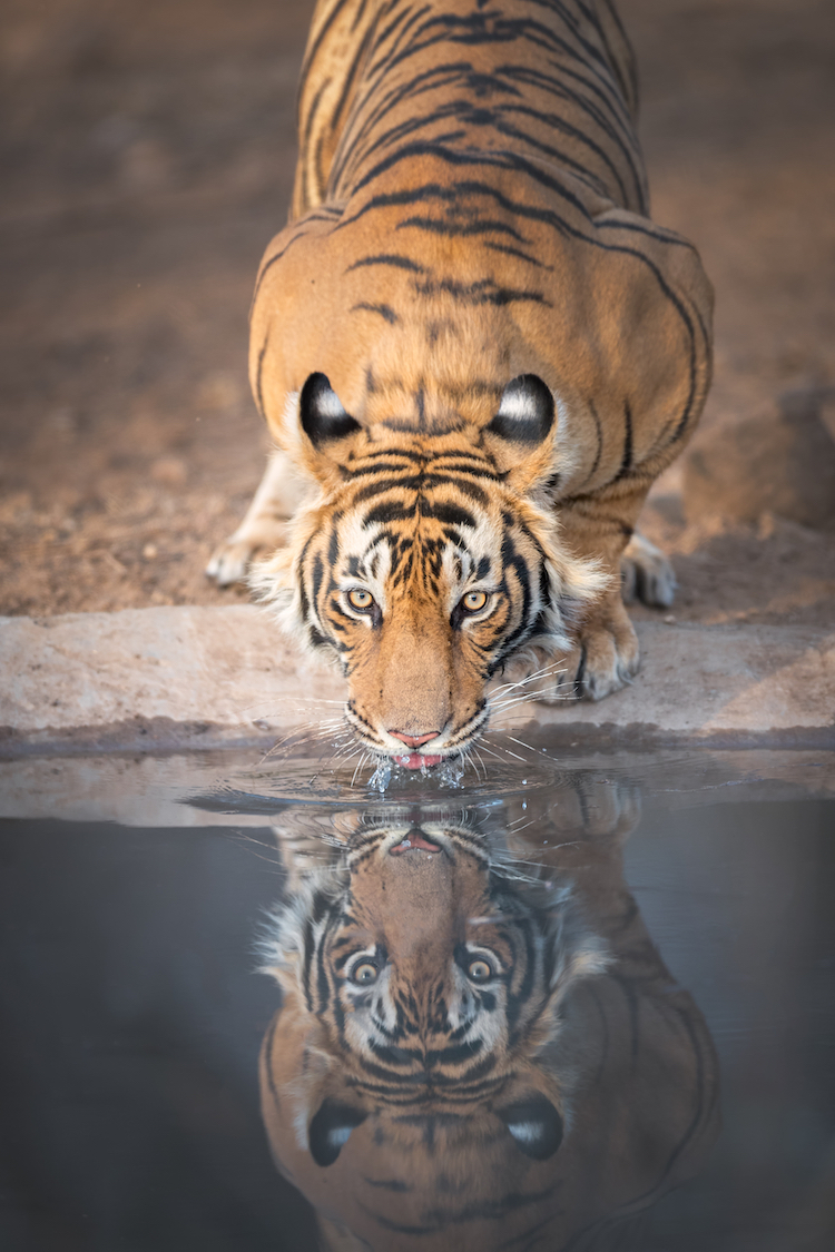 Зачем тиграм на ушах ложные «глаза»