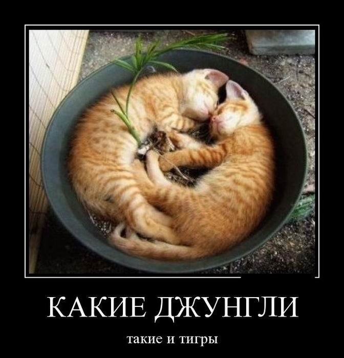 Забавные демотиваторы из нашей жизни Забавные демотиваторы из нашей жизни