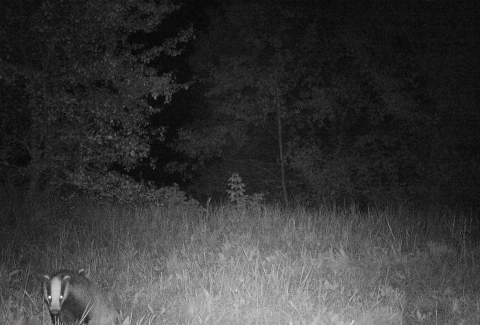 Биолог Сергей Гащак установил в чернобыльском лесу фотоловушки и показал, кто там обитает Биолог Сергей Гащак установил в чернобыльском лесу фотоловушки и показал, кто там обитает дикая природа,интересное,природа,Чернобыль