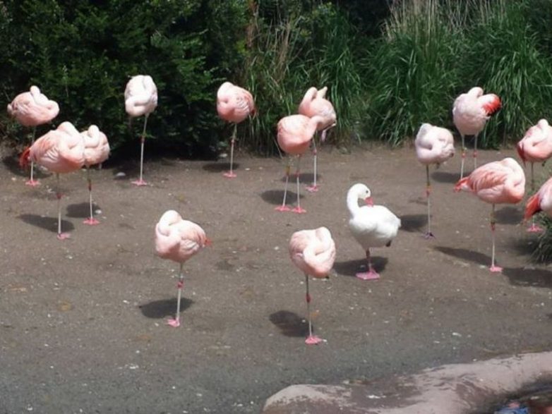 25 забавных снимков, которые пытаются обмануть наше зрение 