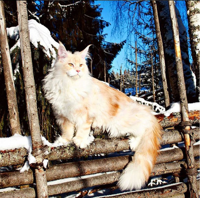 К зиме готов! Instagram lotus_the_mainecoon.