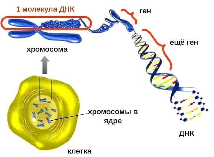 Что такое ДНК простыми словами ДНК,здоровье,наука