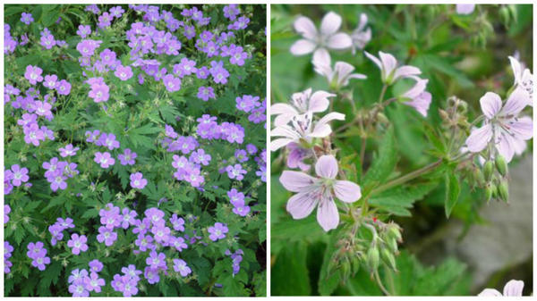 Герань лесная Mayflower. Фото с сайта www.dorsetperennials.co.uk. Герань лесная var.wanneri. Фото с сайта www.plantes-shopping.fr.
