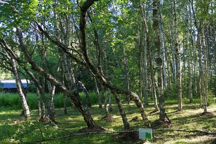 В чём загадка карельской берёзы – таинственной жемчужины северных лесов карельская береза,природа,тайны и загадки,факты