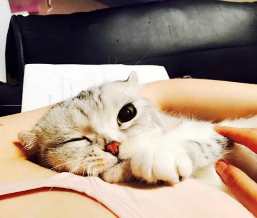 Кошка Хана с большими глазами, взявшая Instagram штурмом (24 фото) Кошка Хана с большими глазами, взявшая Instagram штурмом (24 фото)