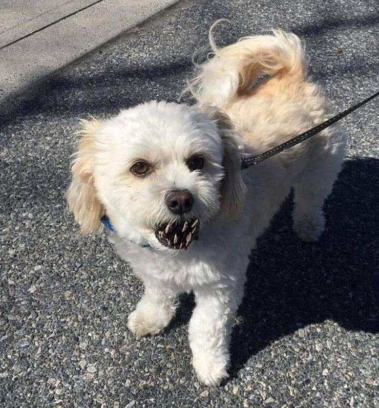 Подборка картинок. Вечерний выпуск Подборка картинок. Вечерний выпуск приколы,смешные картинки,юмор