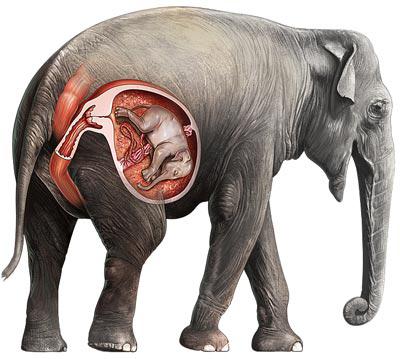 Сколько у слонов длится беременность и как они заботятся о потомстве?