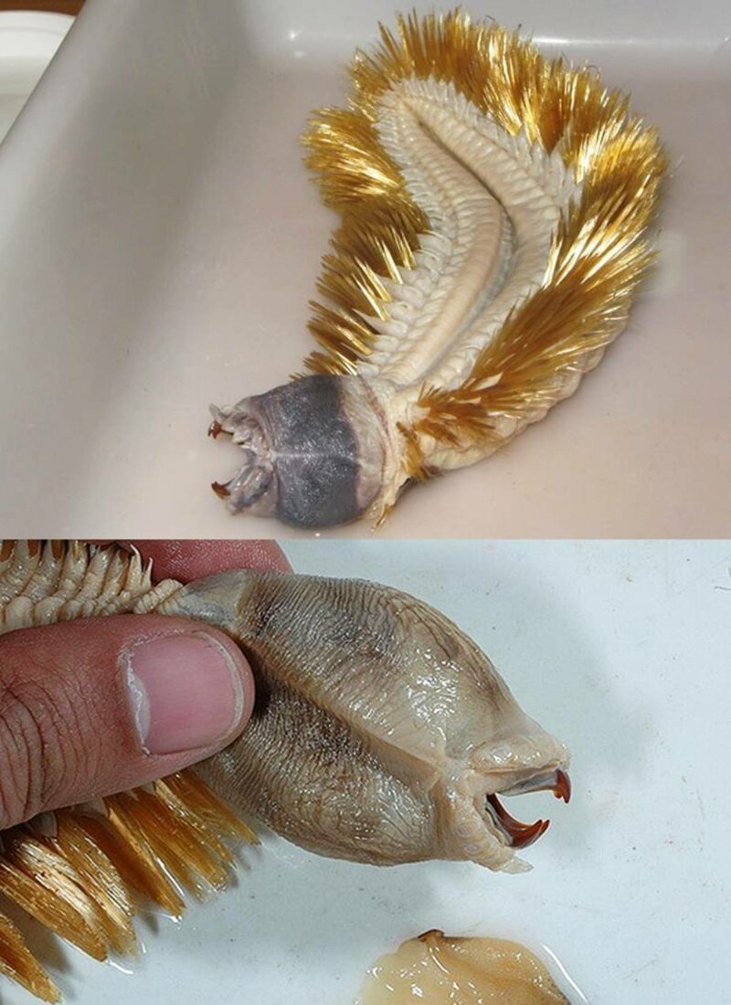 Eulagisca Gigantean - антарктический червь бывает же такое, животные, интересное, природа, растения, ужасы