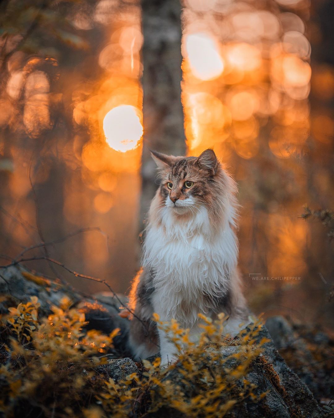Норвежский кот, который гуляет где хочет 