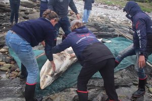 В Норвегии рыбаки поймали огромную полярную акулу