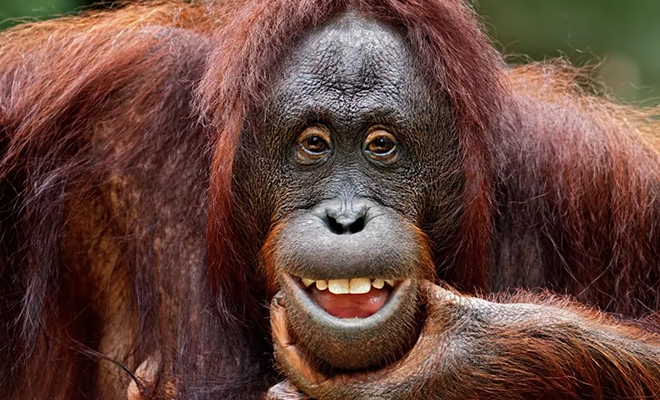 Ученым удалось расшифровать язык орангутангов: в качестве букв они используют не только рев, но и вздохи