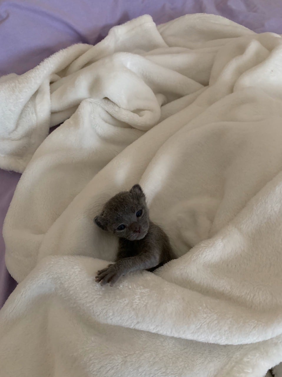 котенок в кровати