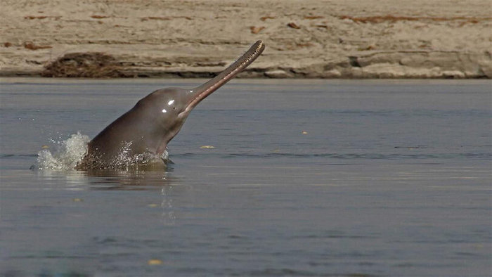 Сусук: Ужасные слепые дельфины помойных рек Индии Дельфин, Крокодил, Эволюция, Длиннопост
