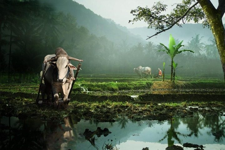 Волшебная Индонезия: рай на островах Азия,Индонезия,тревел-фото