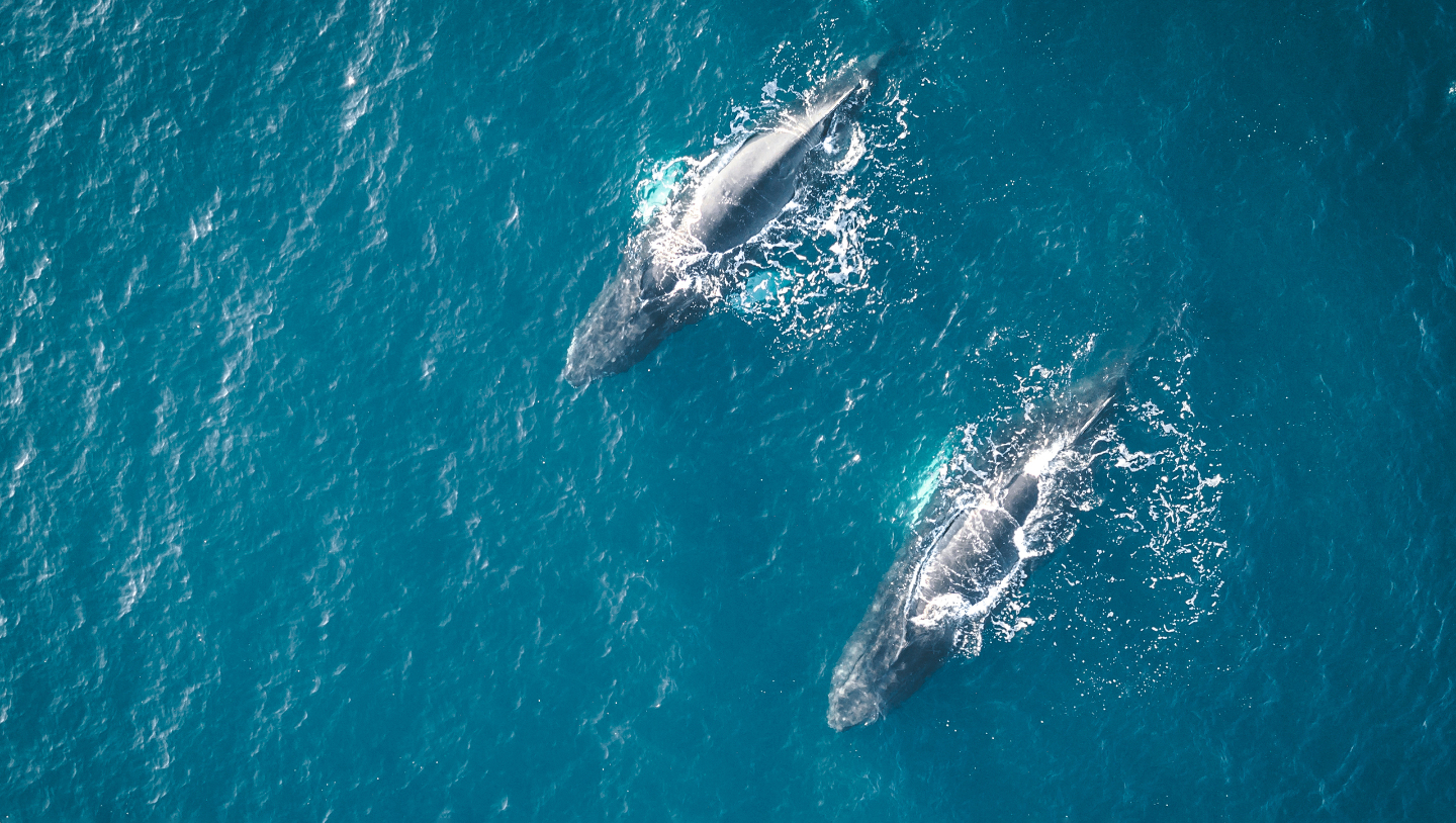 Гренландия: ледяное сердце Арктики, за которым  всегда охотились нации Гренландии, остров, острова, Гренландия, ГренландииФото, викингов, когда, около, Гренландию, которая, часть, находится, морских, право, составляет, почти, берега, сагам, летом, инуиты