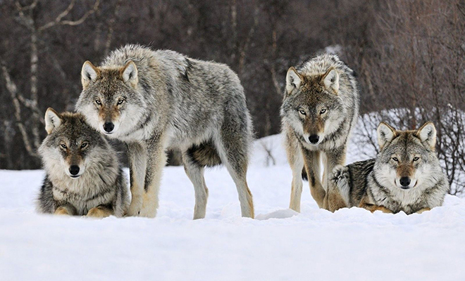 Иерархия волчьей стаи: ученым удалось выяснить настоящее поведение волков