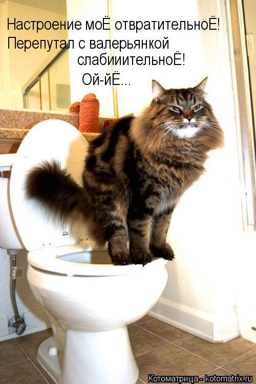 Котоматрица на Бугаге (28 фото)
