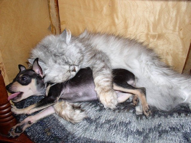 Самая необычная дружба в животном мире картинки,супер