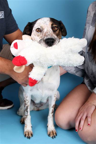 adopted-dog-today-170923-inline-02_311d206e023a0ae83f6cd6e7e1ee4e65.today-inline-large