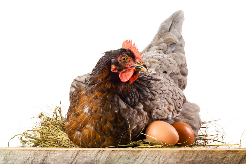 9 фактов, о которых стоит знать прежде, чем завести кур чтобы, могут, курицы, своих, курятник, стороны, породы, своим, завести, станут, такие, условиях, время, одной, Поэтому, полезных, домашних, именно, случае, лучше