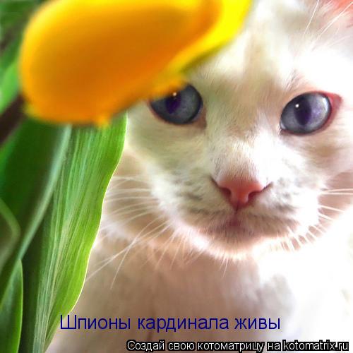 Уфф!!! Ну наконец-то! Котоматрицы великолепные, каждая с доброй улыбкой!!!