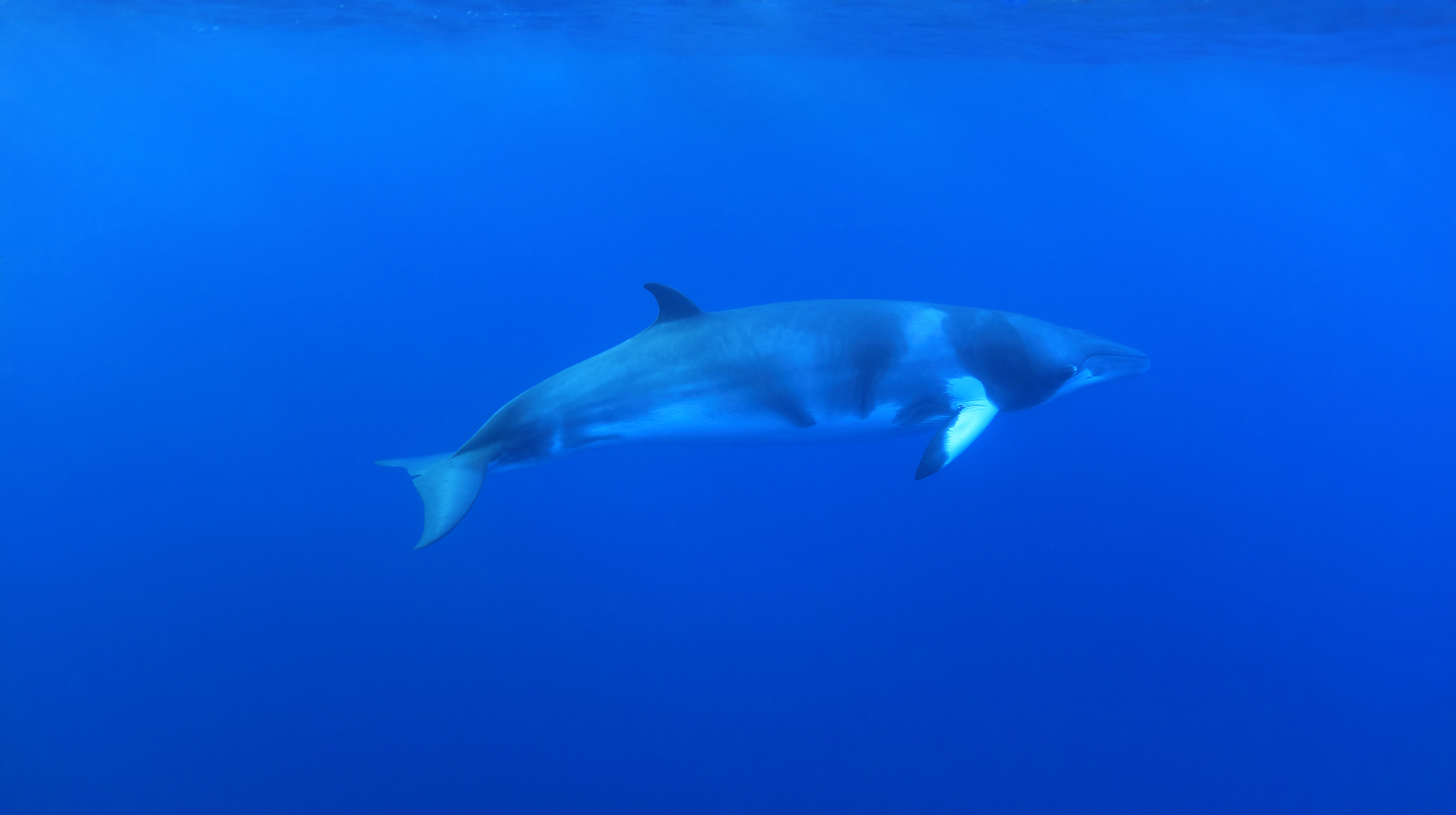 Кроме белого медведя: 10 животных, которые живут в Гренландии берегов, мешок, нерпа, среди, сородичей, гренландские, могут, Гренландии, хищников, редко, время, поисках, своих, Гренландский, леммингов, льдов, тюлени, темной, снегом, отличие