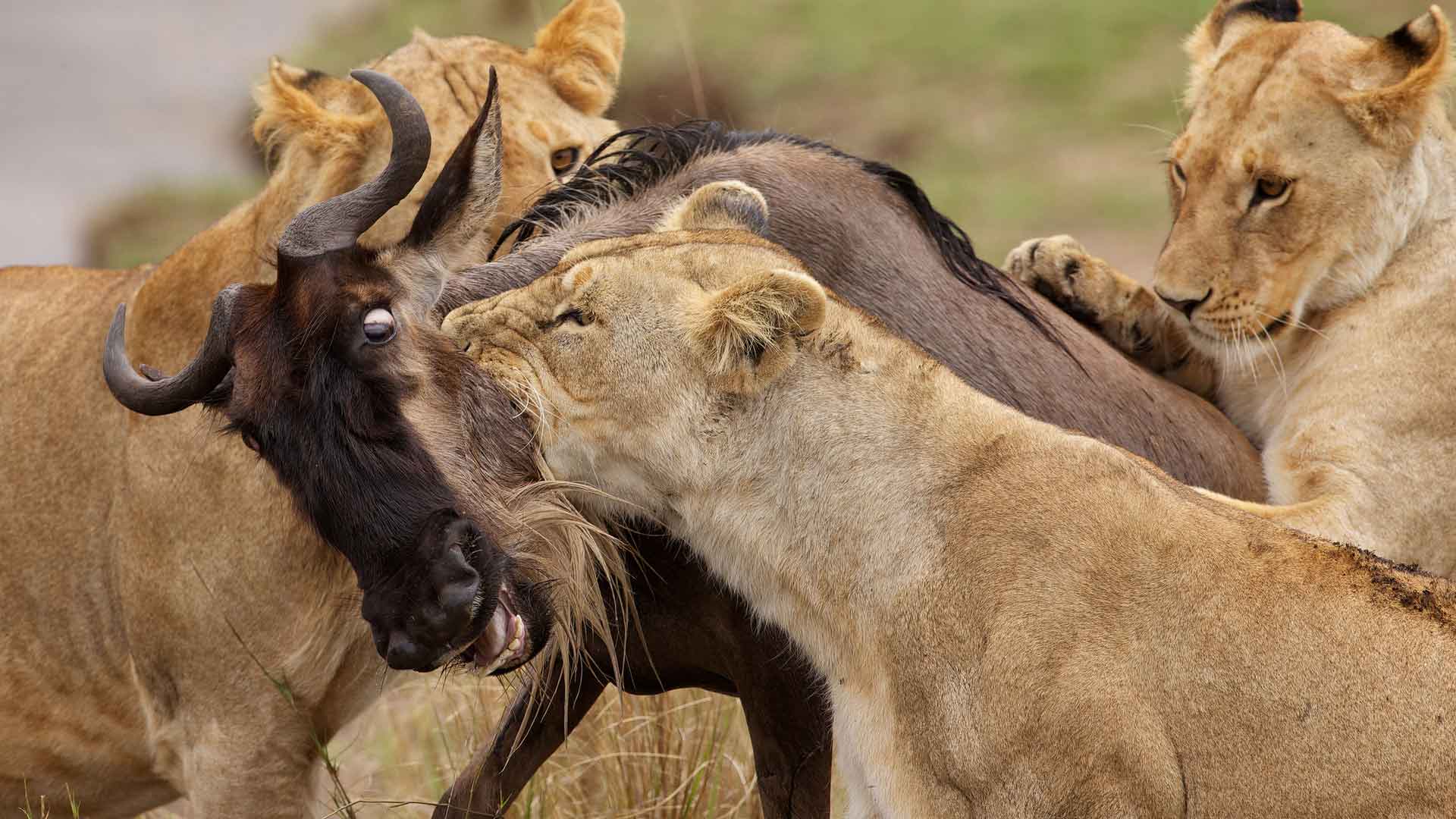 Львицы охотятся лучше самцов