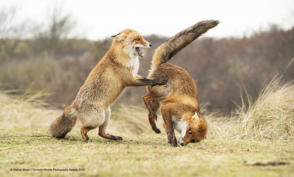 Фотографии финалистов Comedy Wildlife Photography Awards 2019