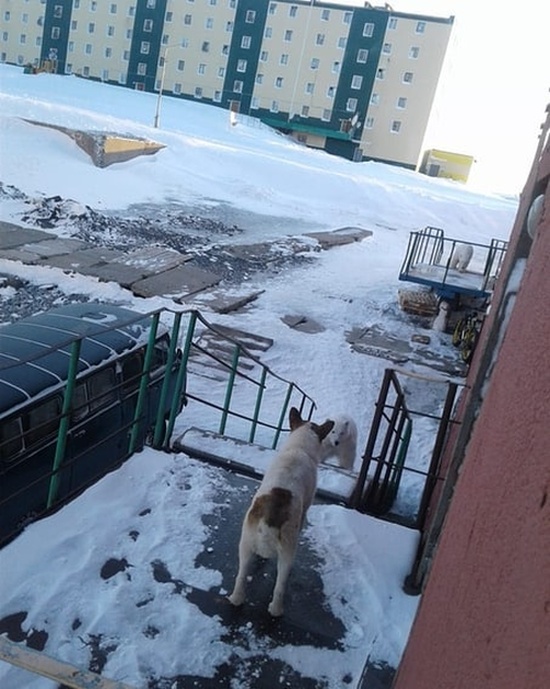 Эти фотографии шокировали Европу - нашествие медведей 