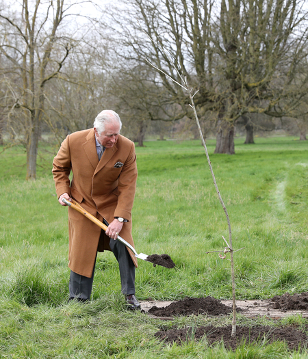 Королева Елизавета II и принц Чарльз посадили дерево по особенному поводу Монархи,Британские монархи