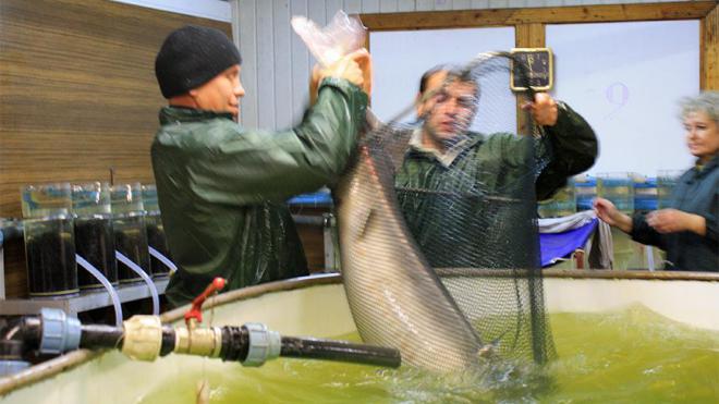 Украина отправит лососей и осетров в Германию