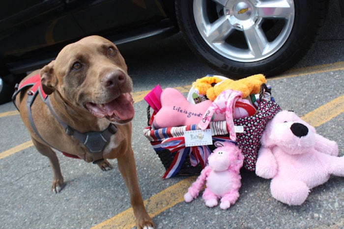 Pit Bull Lilly Saved Her Unconscious Owner From Getting Hit By A Freight Train By Covering Her Body And Taking The Hit Herself