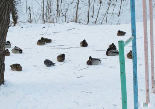 Чужой среди своих, или Свой среди чужих