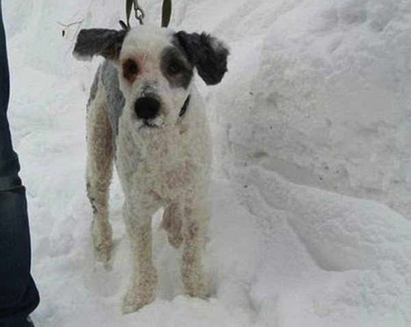 neglected-dog-6