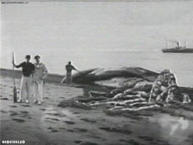 Картинки по запросу Гигантские кальмары