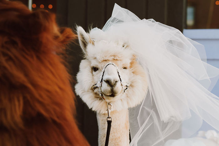 Llamas At The Wedding