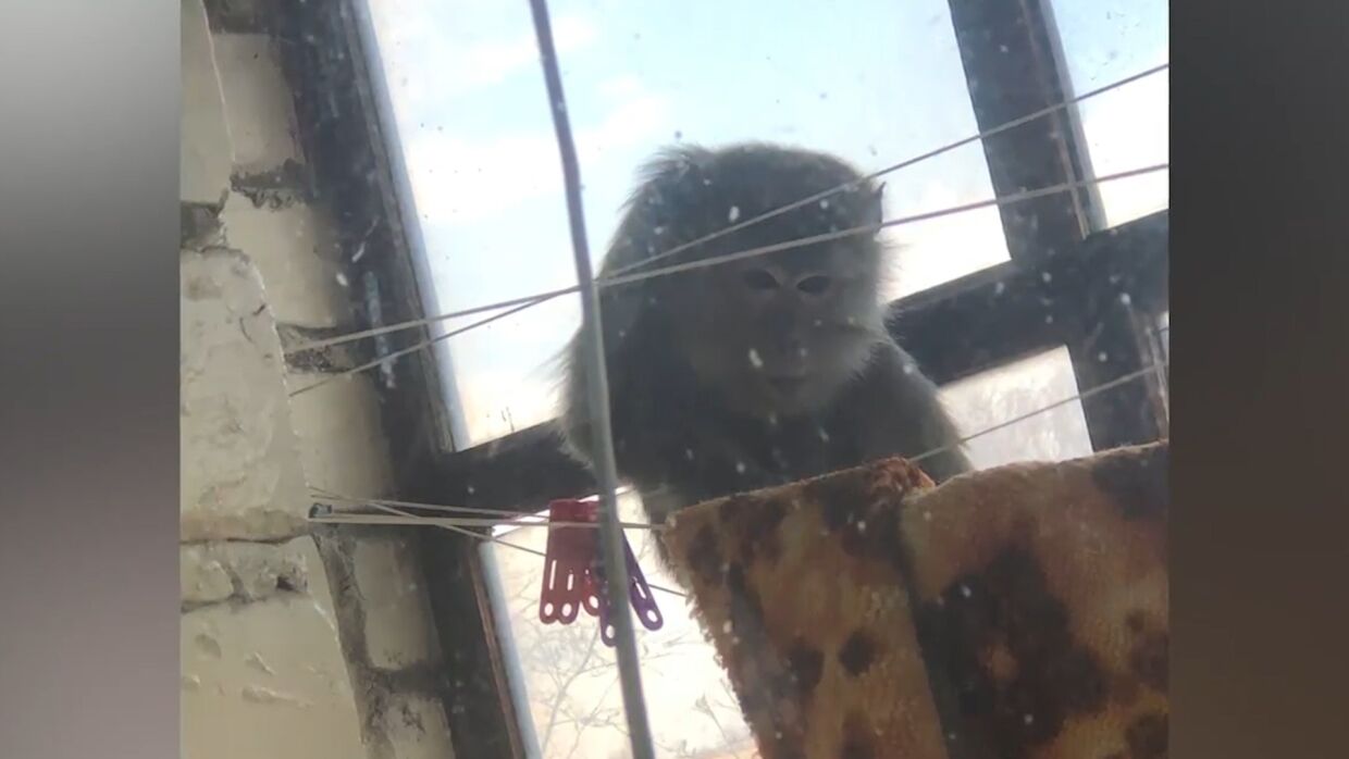 Дикая обезьяна вломилась на балкон к жителю Калуги. ФАН-ТВ