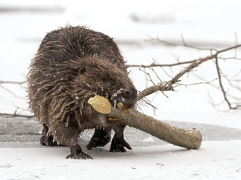 ФОТО SHUTTERSTOCK
