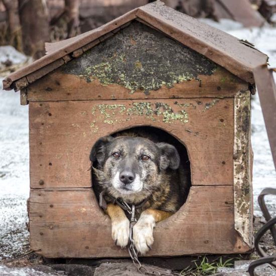 Старый пёс в будке
