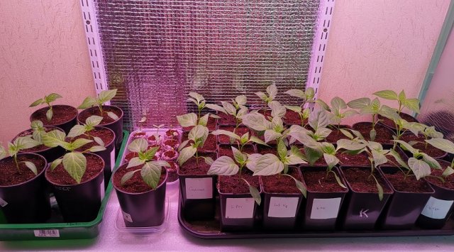 Забор из перца в московской квартире: городской фермер делится опытом Забор из перца в московской квартире: городской фермер делится опытом огород