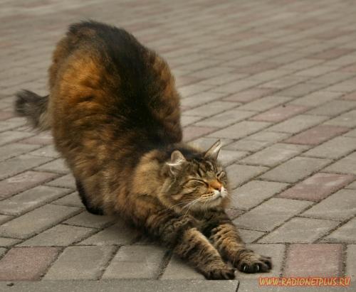 Очаровательные мурлыки 