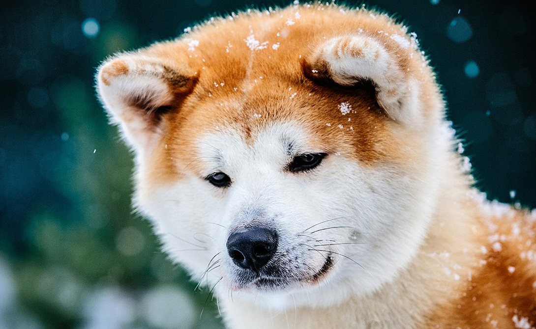 10 самых умных существ мира