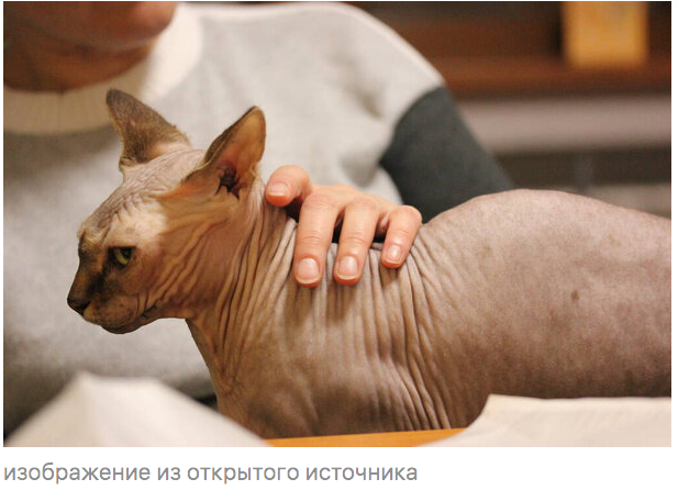 Кот для забот Кот для забот Петрович, Петровича, Степанида, пенсионер, ничего, квартире, както, когда, больше, переноски, Петровичу, совсем, потом, опять, давно, минут, совершенно, только, через, недели